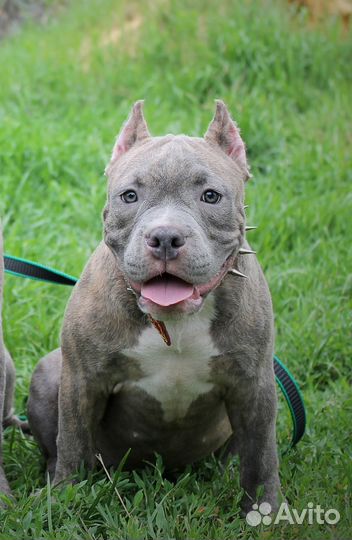 Американский булли