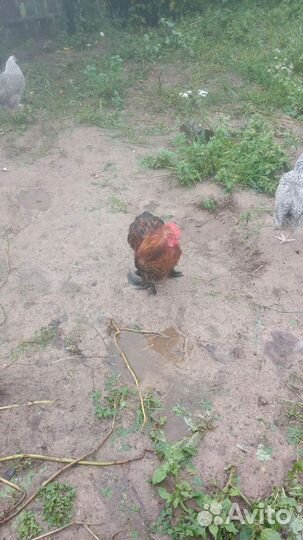 Молодые петухи карликовые кохинхины