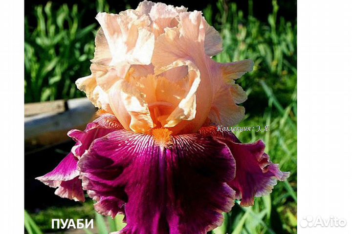 Ирисы Бородатые Бордюрные Доставка Почтой