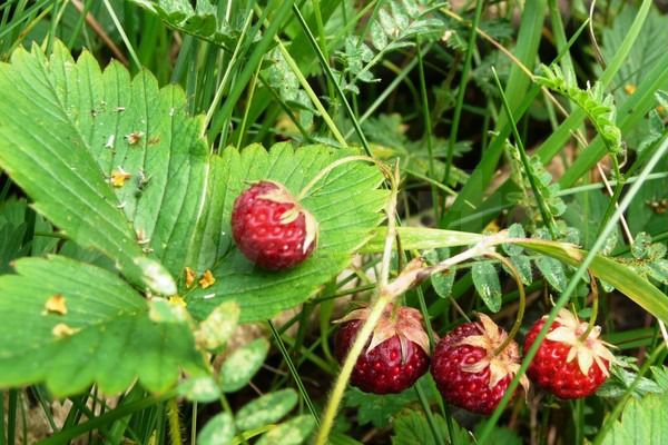 Участок 8,4 сот. (СНТ, ДНП)