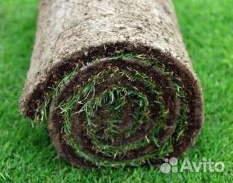 Продажа Рулонного газона
