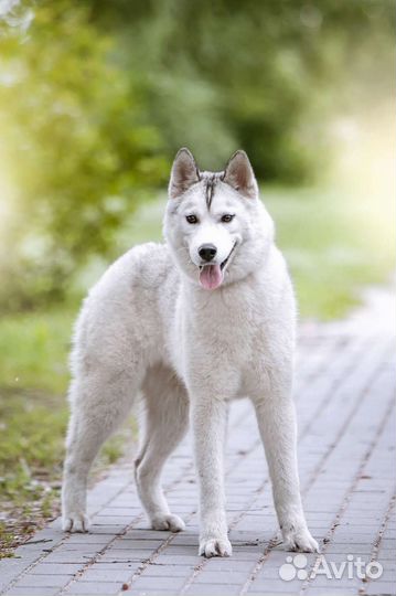Сибирский хаски девочка