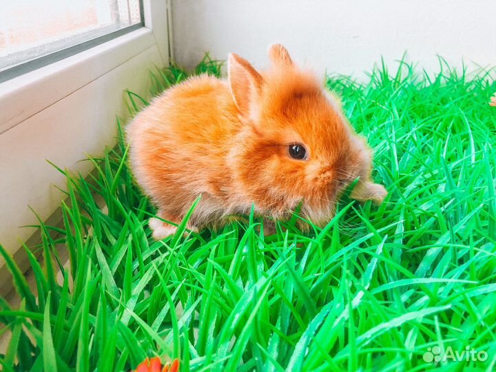 Карликовый кролик супер мини