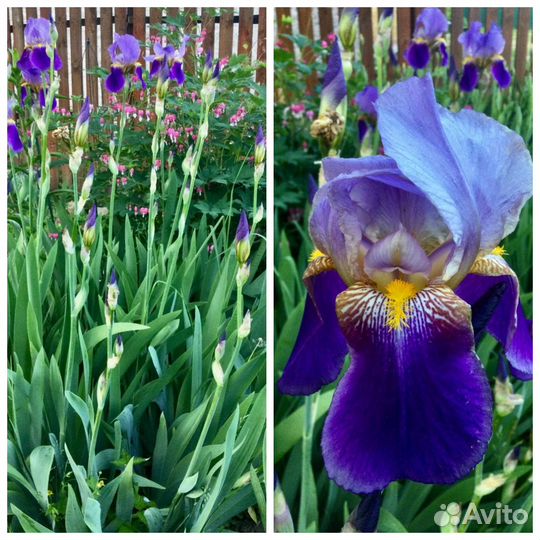 Саженцы ирисов бородатых