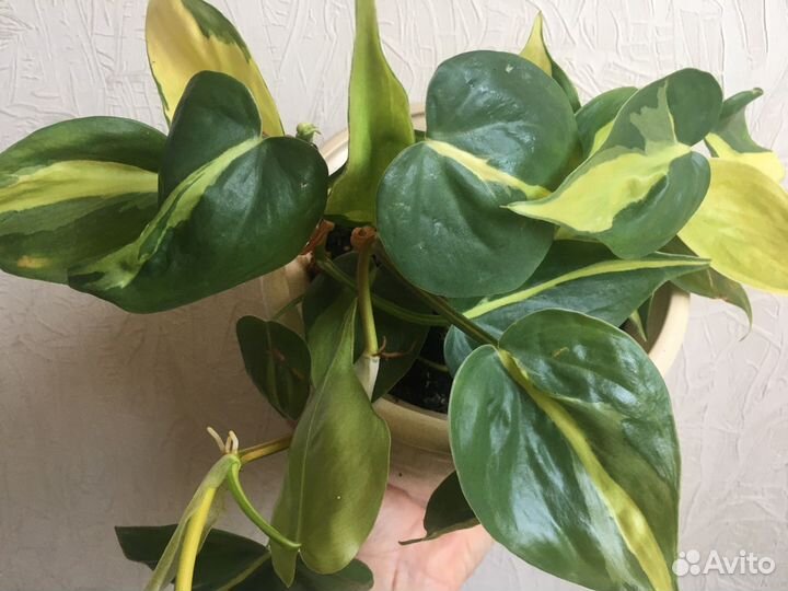 Филодендрон сканденс бразил