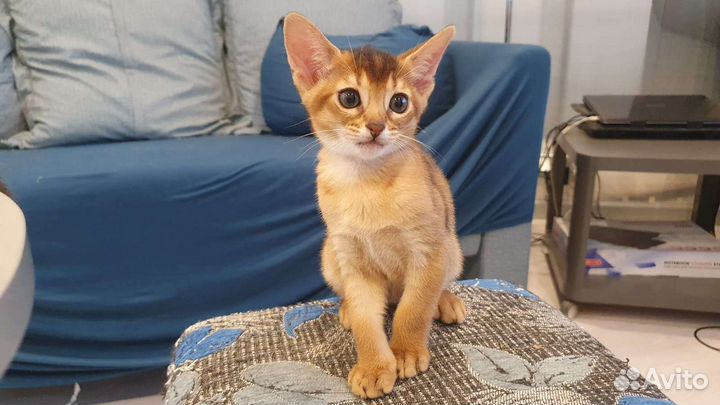 Абиссинская кошка. Премиум класс