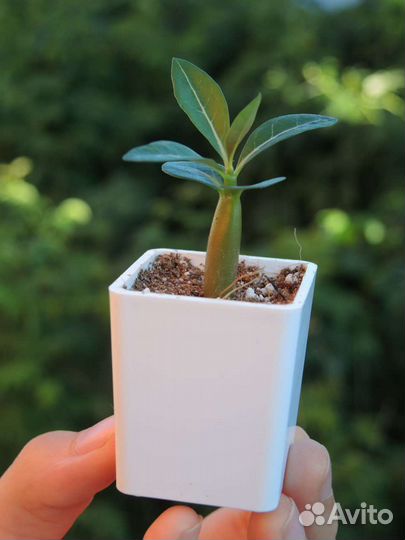 Адениум. Сеянцы