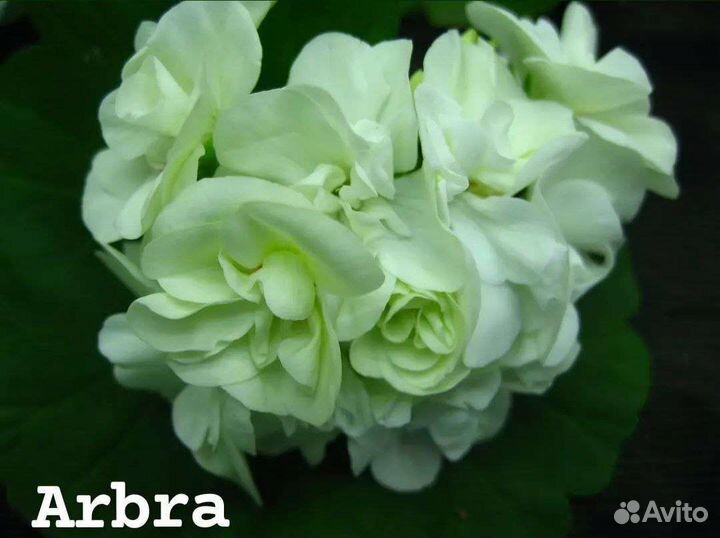 Пеларгонии сортовые