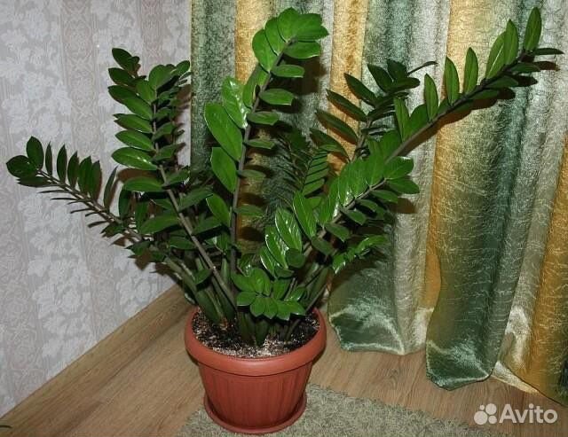 Комнатные цветы