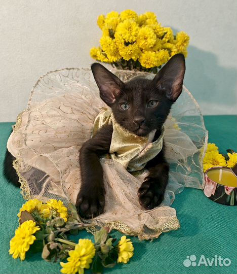 Ориентальные котята