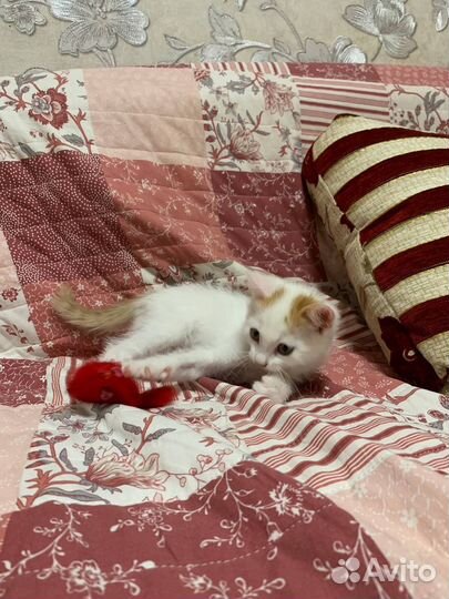 Котенок в добрые руки 3 мес