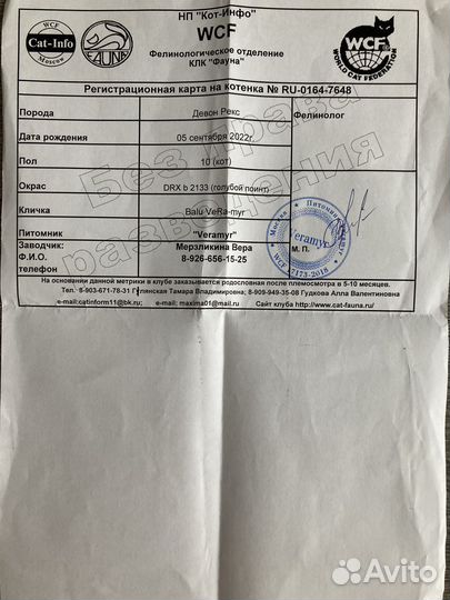Котята девон-рекс