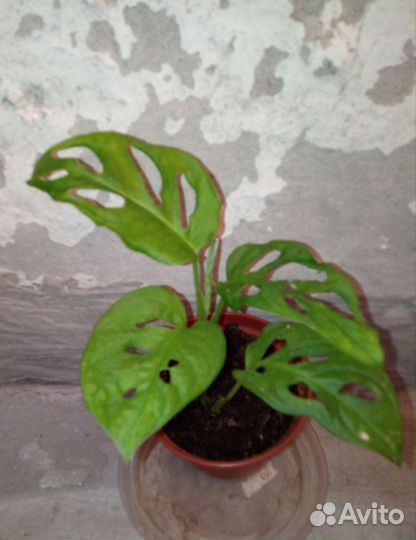 Антуриум Шерцера, Монстера,Сансевиерии, Сциндапсус