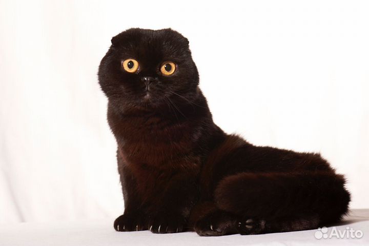 Шотландские вислоухие девочка и мальчик