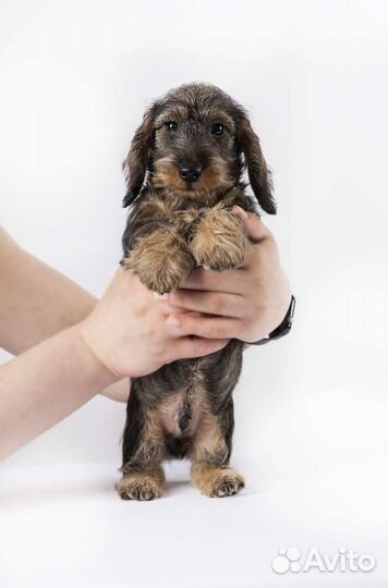 Жесткошерстный миниатюрный малыш