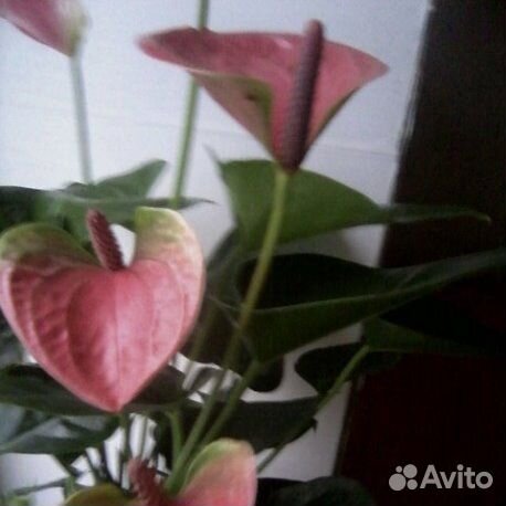 Антуриум,Сенецио