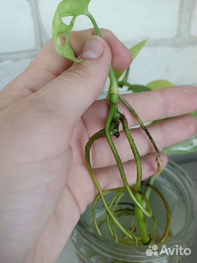 Цветы комнатные