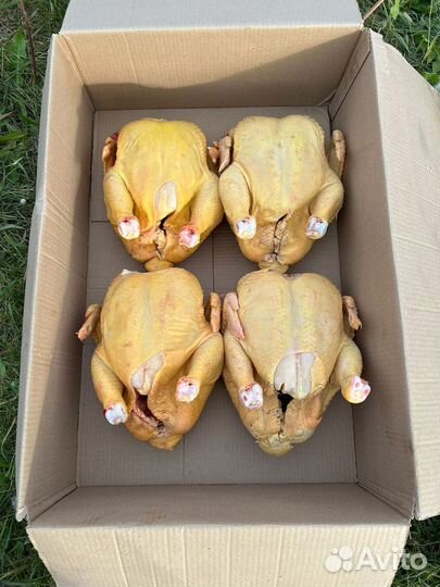 Домашний бройлер