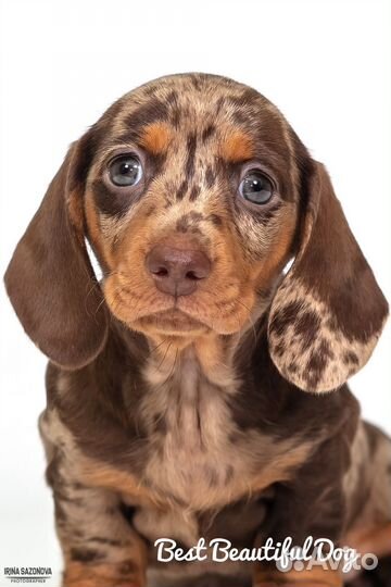 Мраморная такса