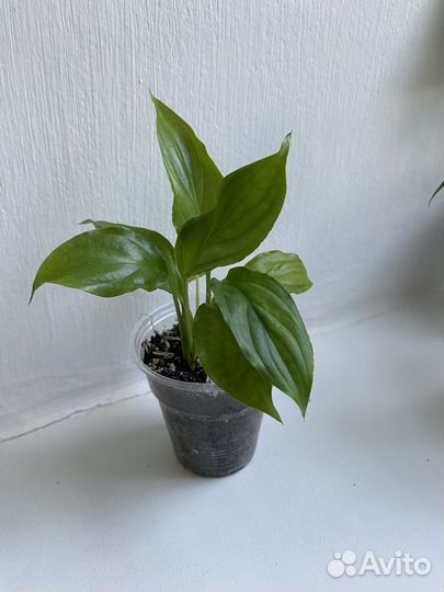 Спатифиллум Шопен