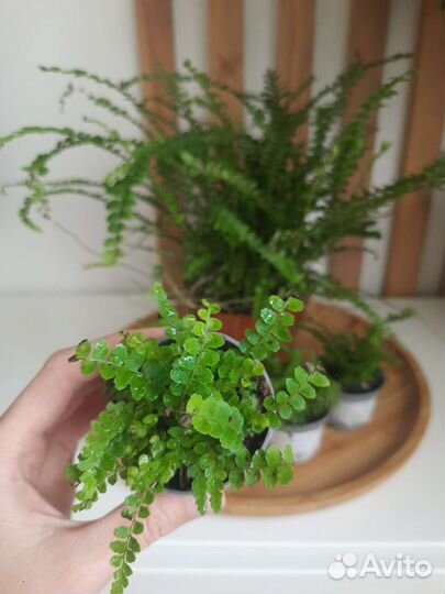 Папоротник нефролепис Даффи