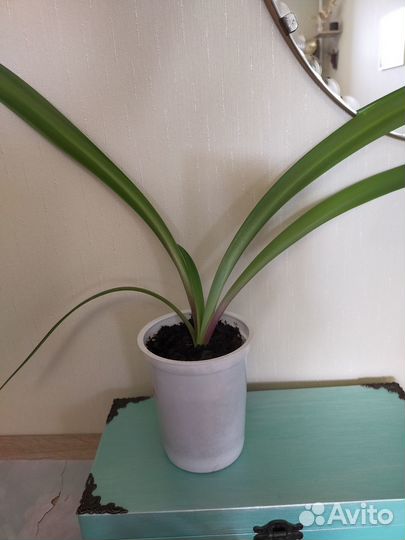 Гиппеаструм