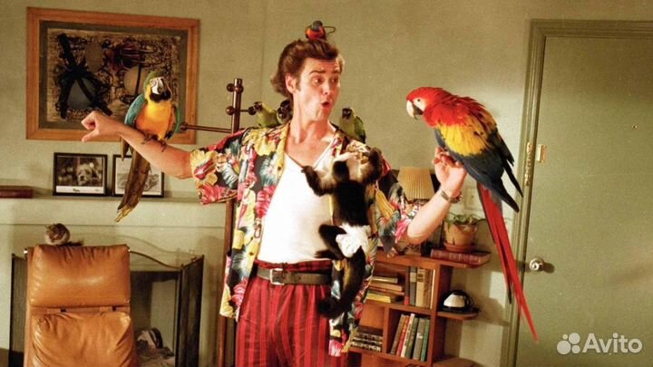 Передержка птиц и попугаев