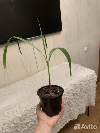 Пальма вашинктония