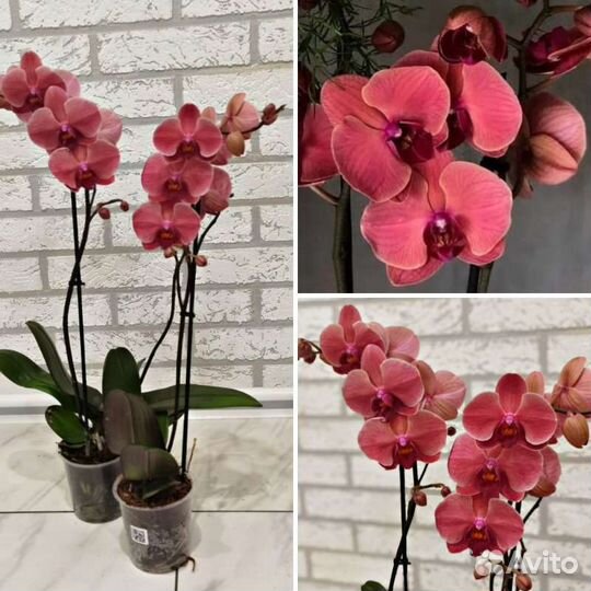 Орхидея Asian Coral