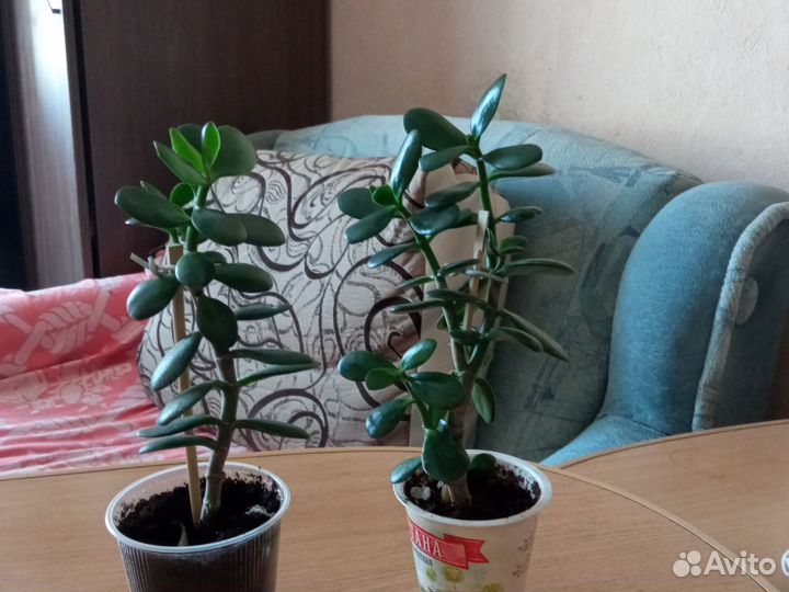Толстянка денежное дерево