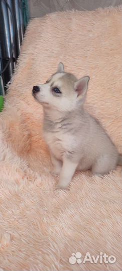 Очаровательные хаски