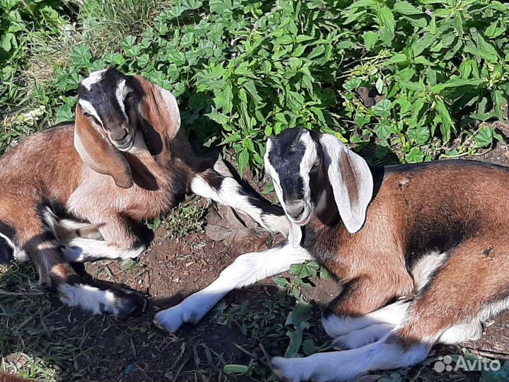 Козлики англо нубийские