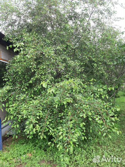 Шелковица саженцы