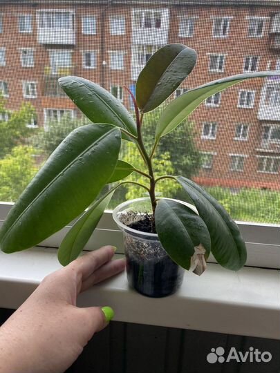 Фикус каучуконосный