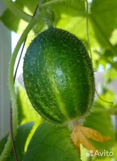 Огурчики Чупа Чупс семена