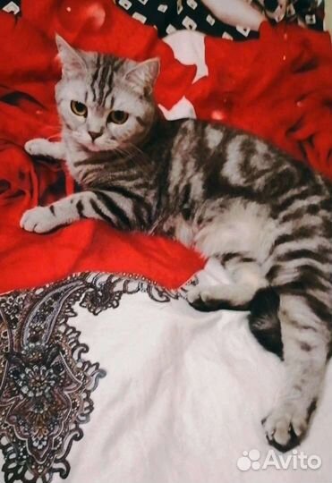 Вязка, кошка шотландская