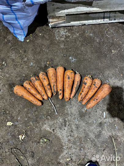 Морковь 