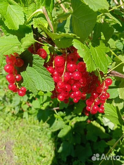 Красная смородина ягоды