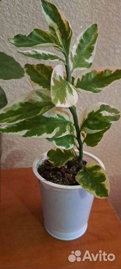 Педилантус комнатный