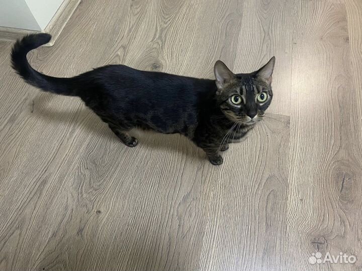 Бенгальская кошка (5 лет)