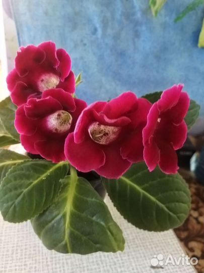 Глоксинья вишневая, две в одном горшке