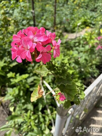 Герань, кислица