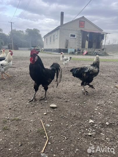 Молодые петухи