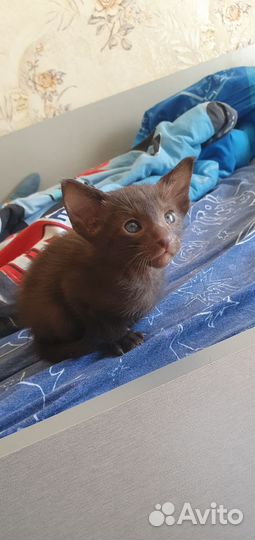 Ориентальные котята
