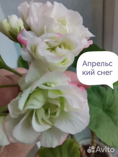 Пеларгонии сортовые