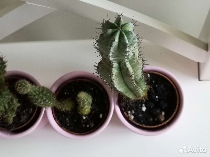 Кактусы в горшках IKEA