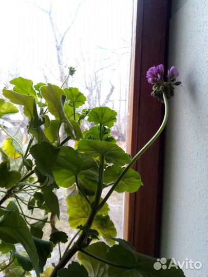 Пеларгония, герань