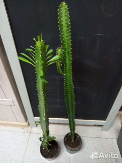 Цветы (Кактусы)