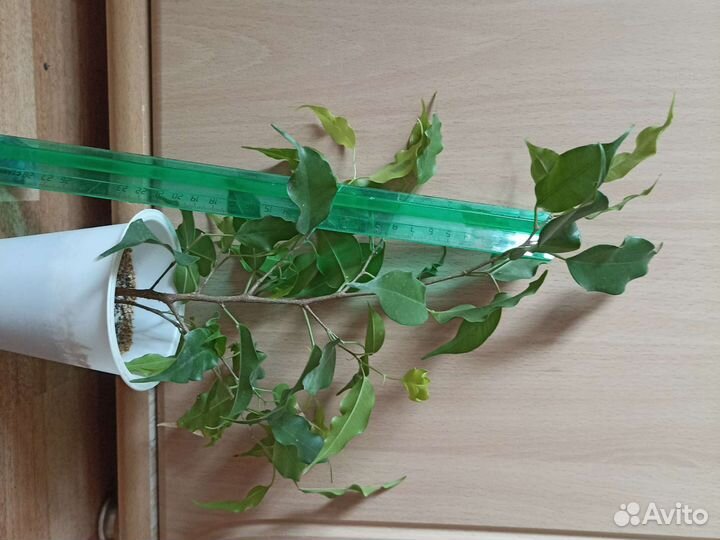Фикус бенджамина, долларовое дерево,замиокулькас