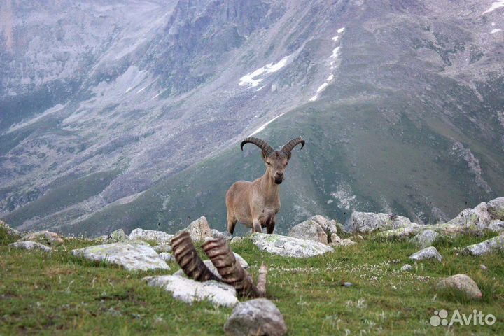 Однодневная экскурсия: Домбай - душа Гор